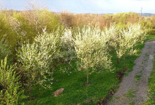 The plum orchard in blossom