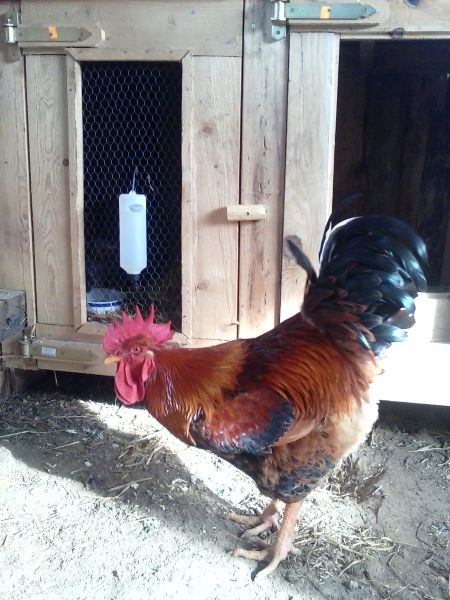 Beautiful rooster